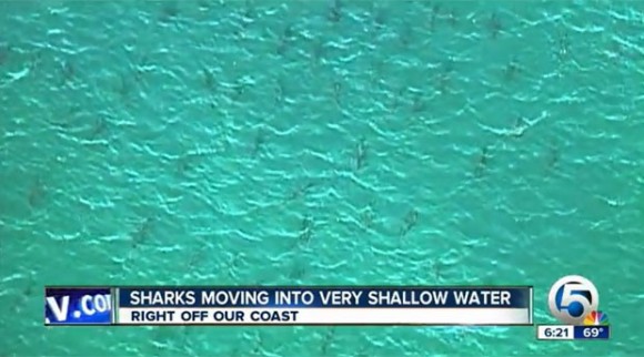 sharks2