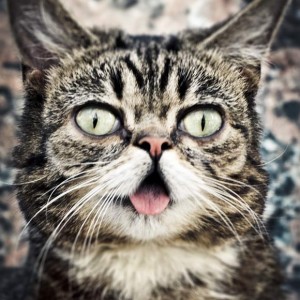 gato