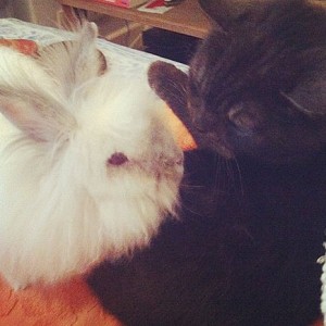 bunny