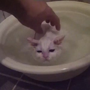 gatobanho